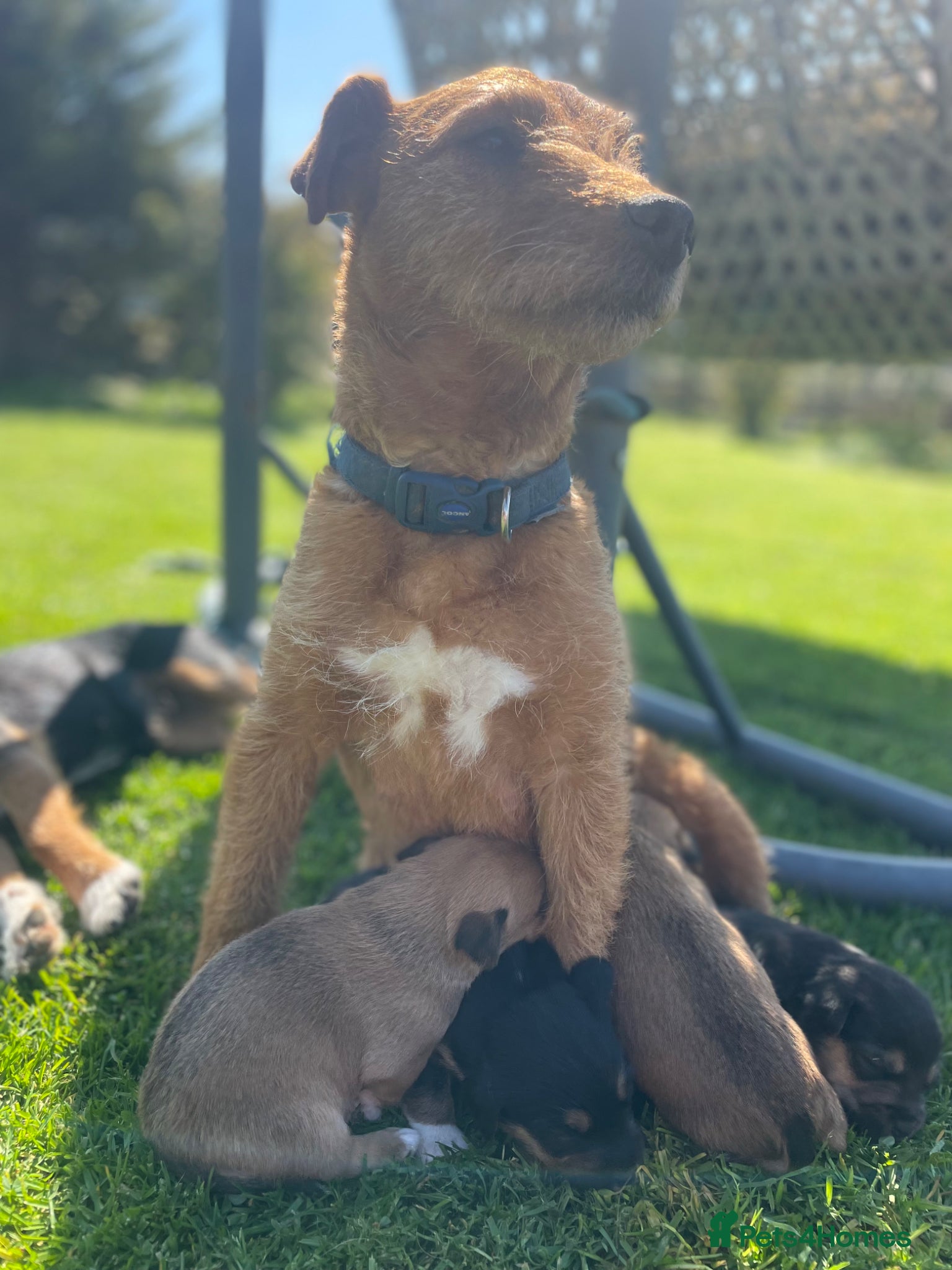 Patterjack dogs Patterjack puppies  - Advert 2