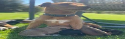 Patterjack dogs for sale: Patterjack puppies  - Advert 1