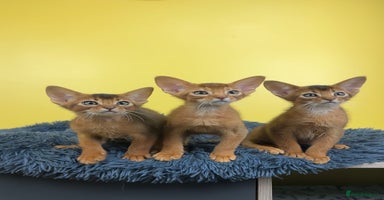 Abyssinian cats - Advert 6