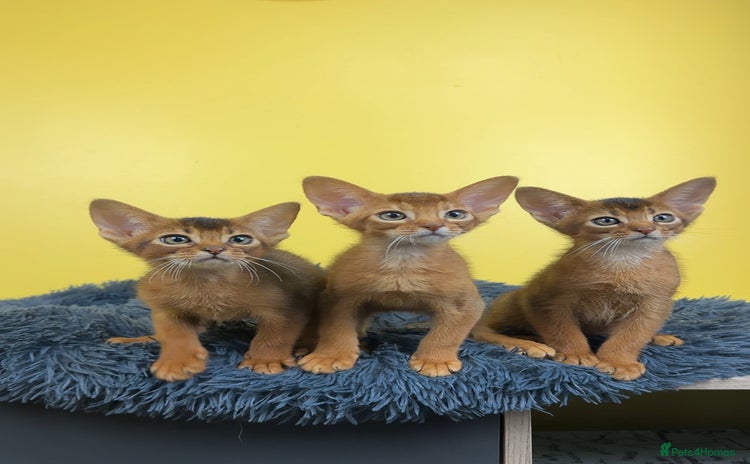 Abyssinian cats Raised with Love Abyssinian Kittens - Advert 1