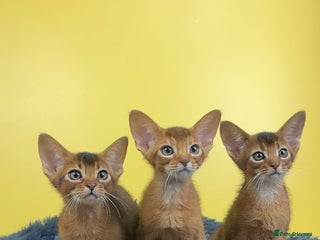Abyssinian cats Raised with Love Abyssinian Kittens - Advert 2