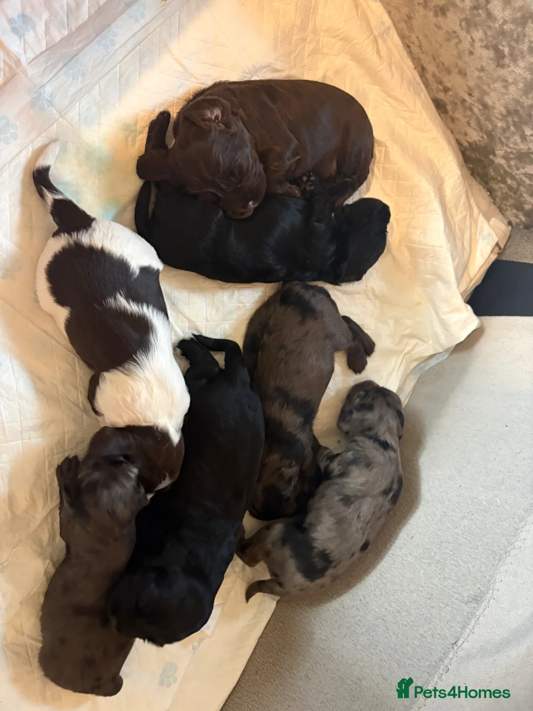 Sprocker dogs for sale: 7 Beautiful Sprocker puppies for sale - Advert 25
