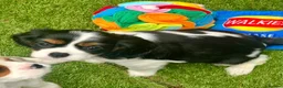 Cavalier King Charles Spaniel dogs for sale: Kc Reg, fully health tested CKCS licensed breeder - Advert 21