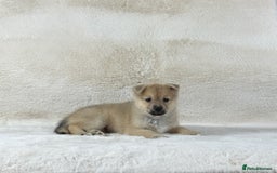 Pomsky dogs for sale: Stunning blue eyes f3 Pomsky puppies for sale - Advert 20