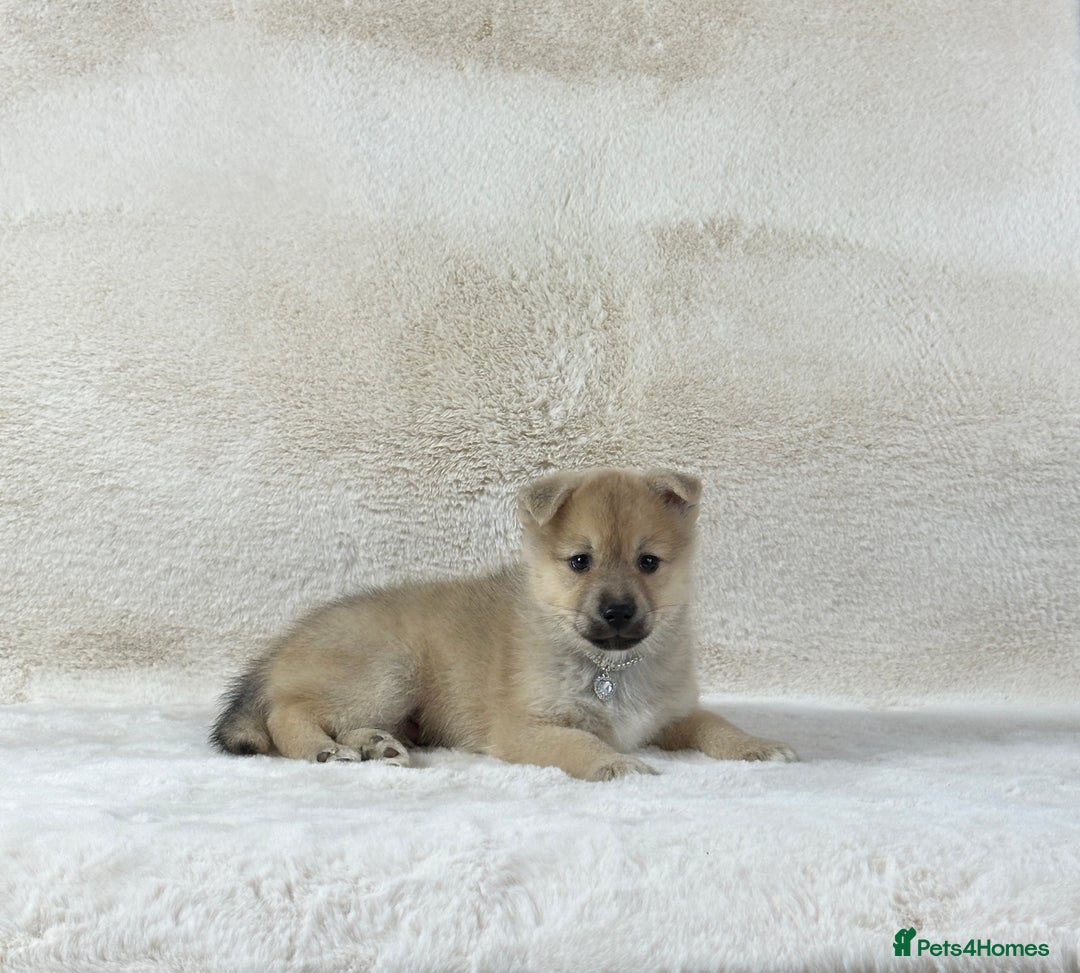 Pomsky dogs for sale: Stunning blue eyes f3 Pomsky puppies for sale - Advert 20