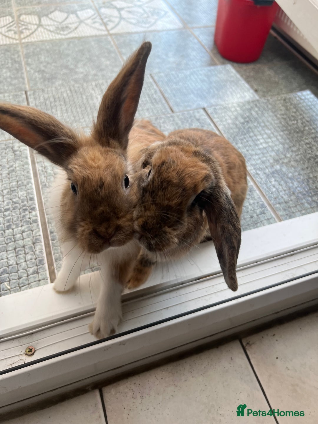 Mini Lop rabbits for sale: Two bonded female rabbits with brand new hutch - Advert 2