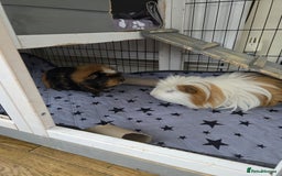 Guinea Pig rodents for sale: Male guinea pigs  - Image 1