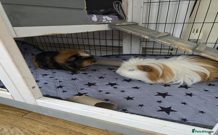 Guinea Pig rodents - Advert 13