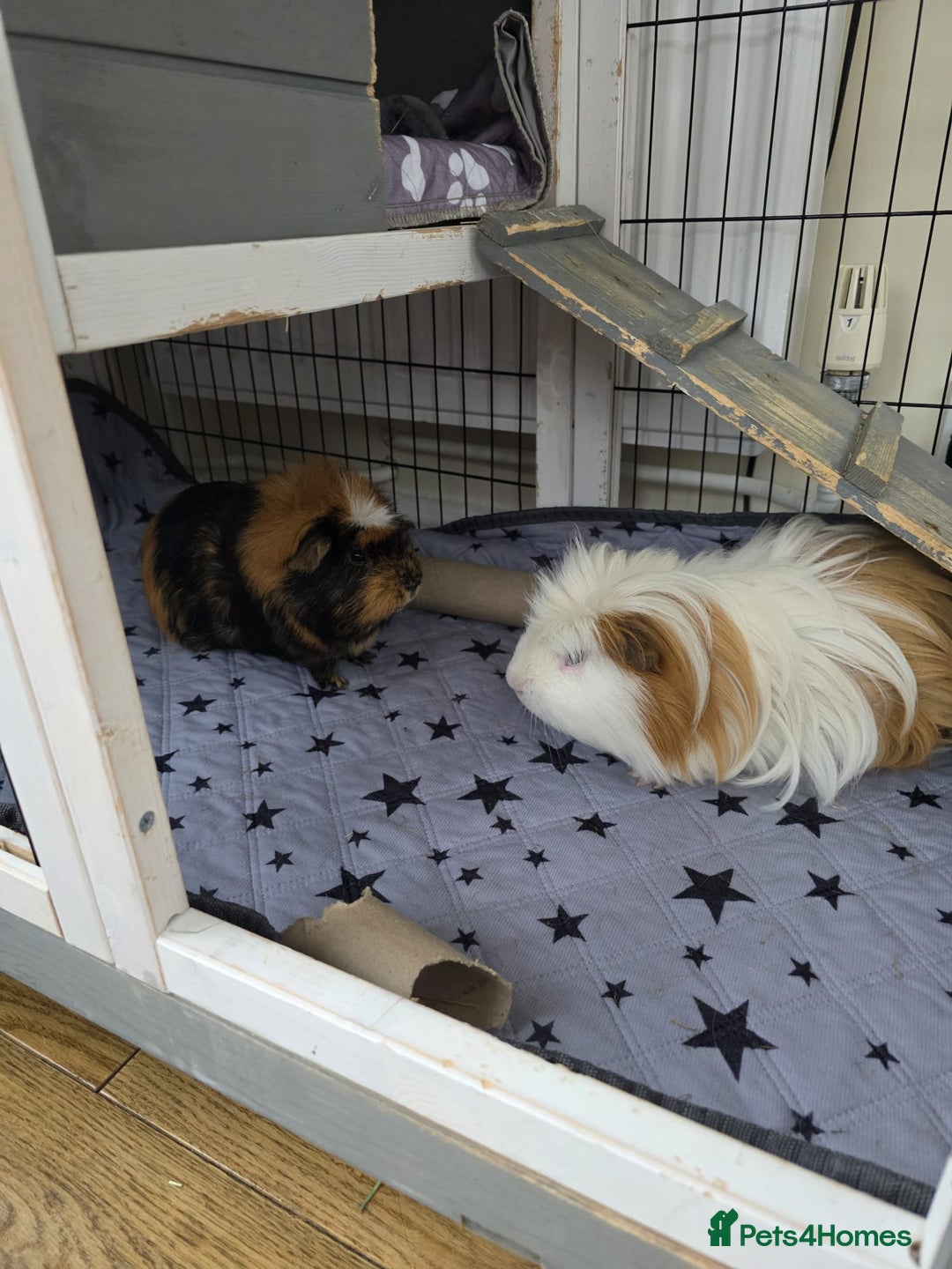 Guinea Pig rodents for sale: Male guinea pigs  - Image 1