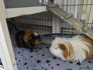 Guinea Pig rodents - Advert 2