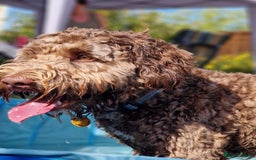 Labradoodle dogs for stud: Charming Aussie Labradoodle-Fully Clear Genetics - Image 3
