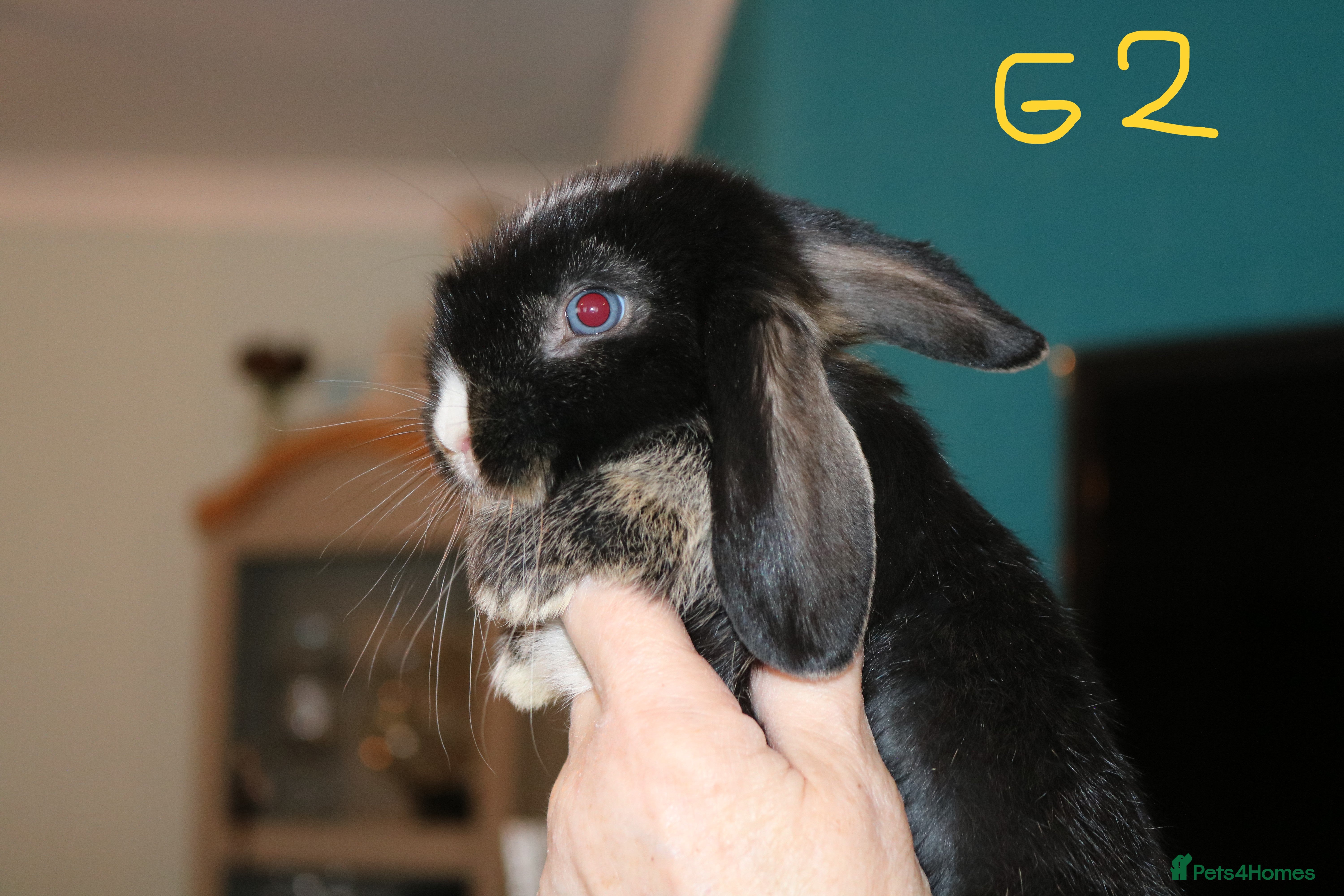 Mini Lop rabbits Ready to go - Mini Lop Babies  - Advert 2