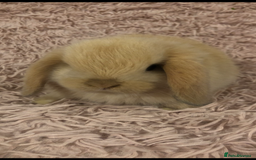 Mini Lop rabbits for sale: Beautiful Mini Lop Rabbits  - Image 8