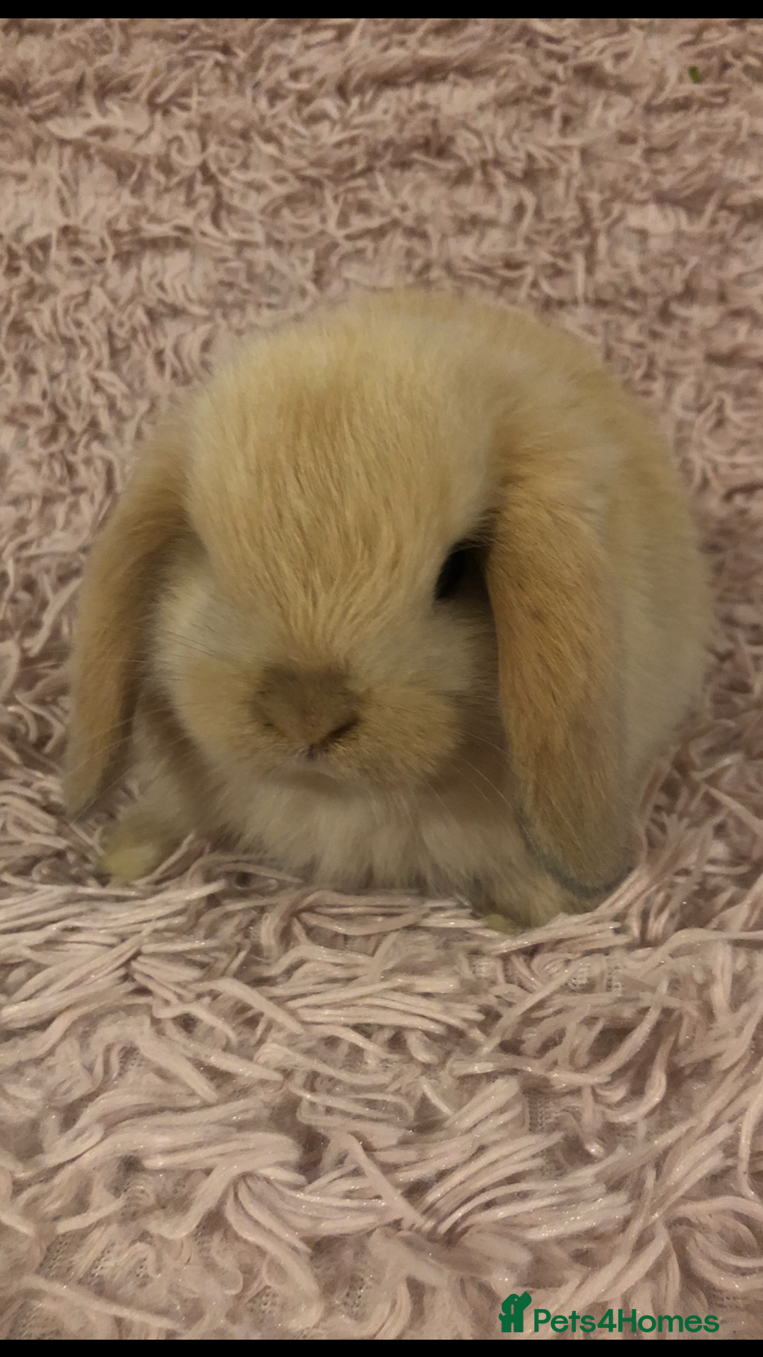 Mini Lop rabbits for sale: Beautiful Mini Lop Rabbits  - Image 8