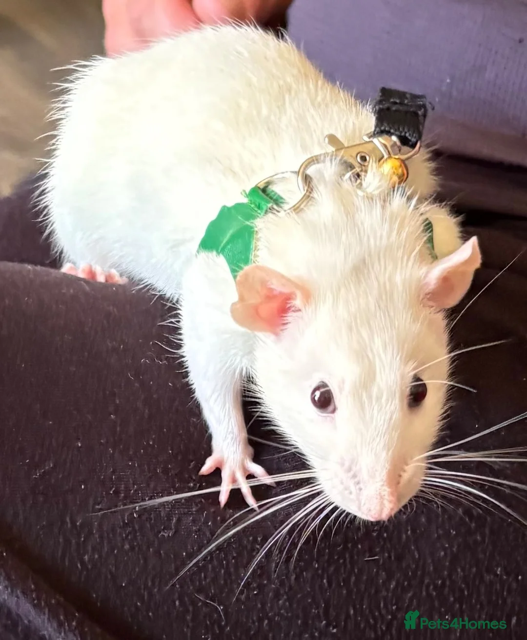 Rat rodents for sale: 3 female pet rats - Advert 7