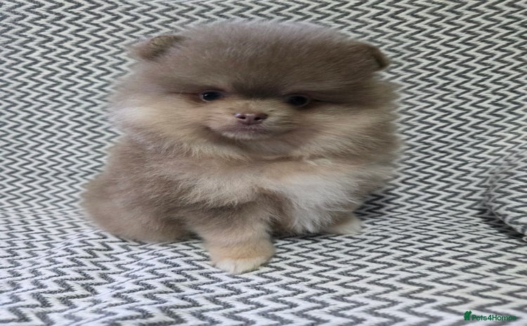 Pomeranian dogs - Advert 9