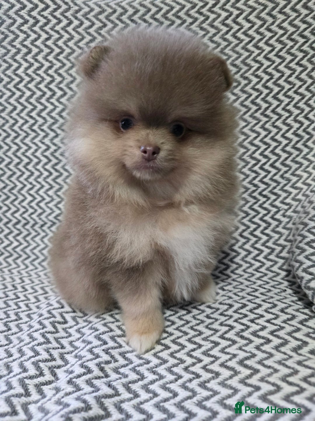 Pomeranian dogs for sale: KC outstanding puppies lilac tan lavender chocolat - Image 1