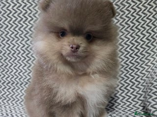 Pomeranian dogs - Advert 1