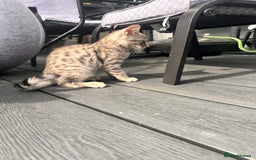 Savannah cats for sale: Savannah Kittens - Image 23