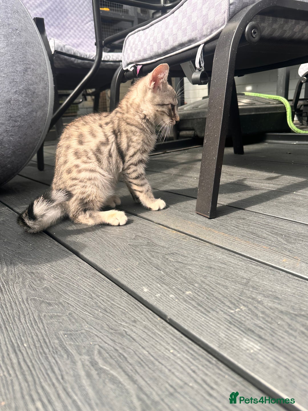 Savannah cats for sale: Savannah Kittens - Image 23