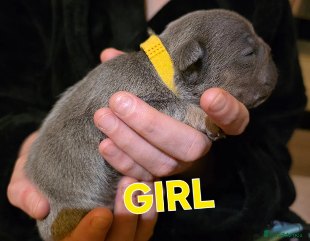 French Bulldog dogs for sale: Stunning French bulldog pupies  - Advert 2