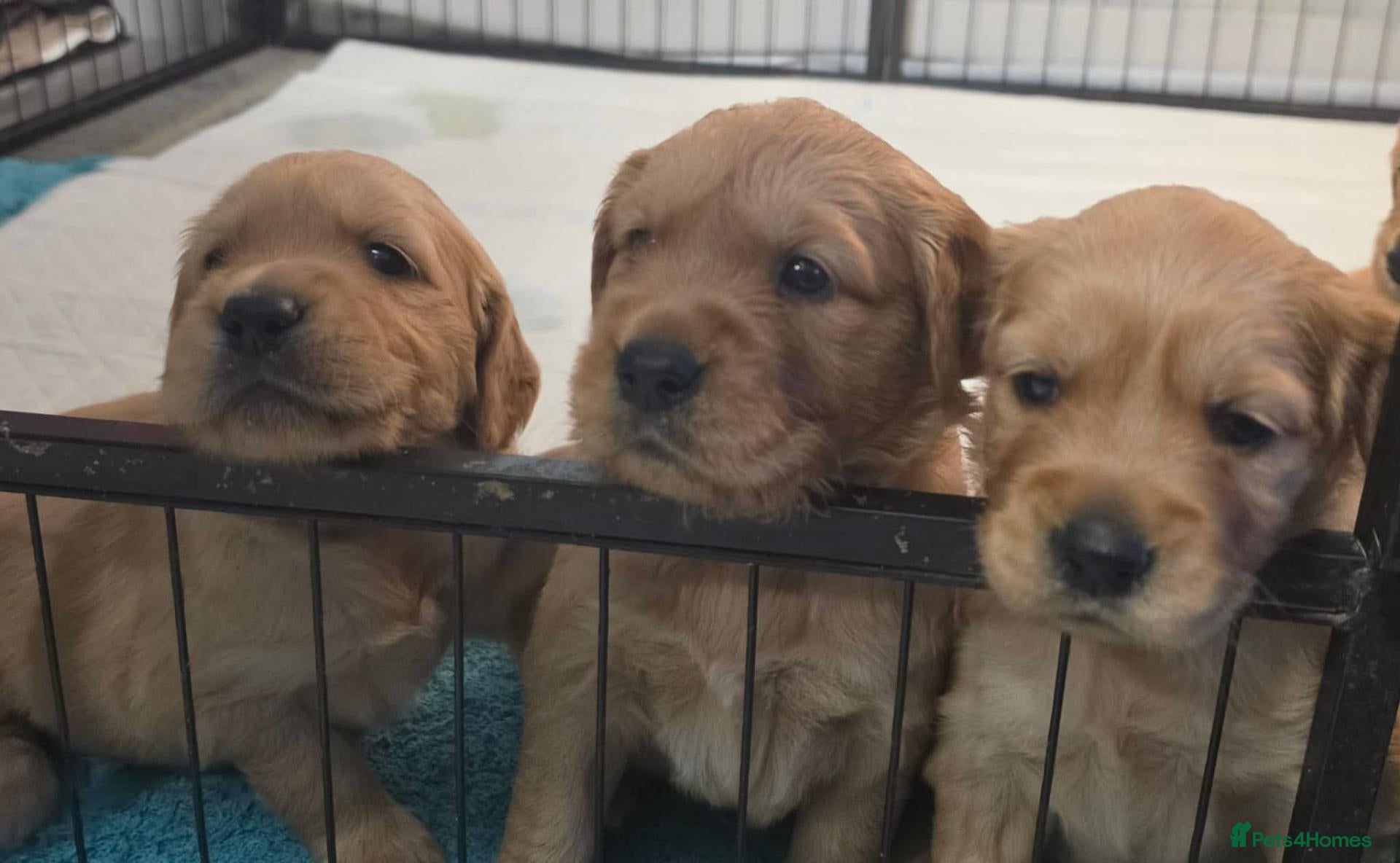 Golden Retriever dogs Lovely Golden Retriever Puppy's  - Advert 1