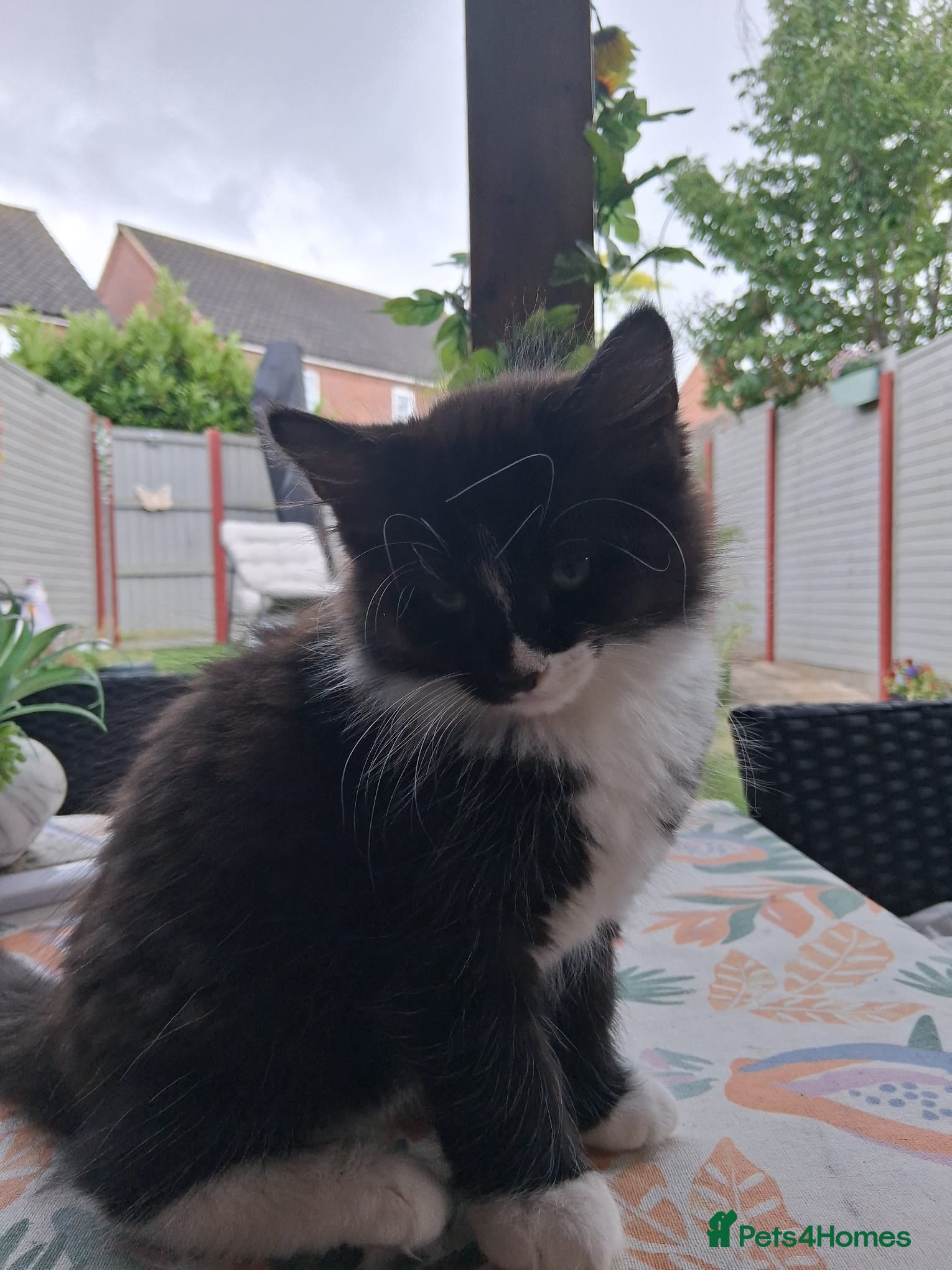 Mixed Breed cats for sale: 1 boy and 2 girls black and white ( tuxedo) - Advert 20