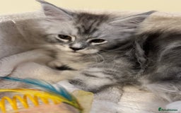Maine Coon cats for sale: Perfect Maine Coon kittens from Shaded parents  - Image 7