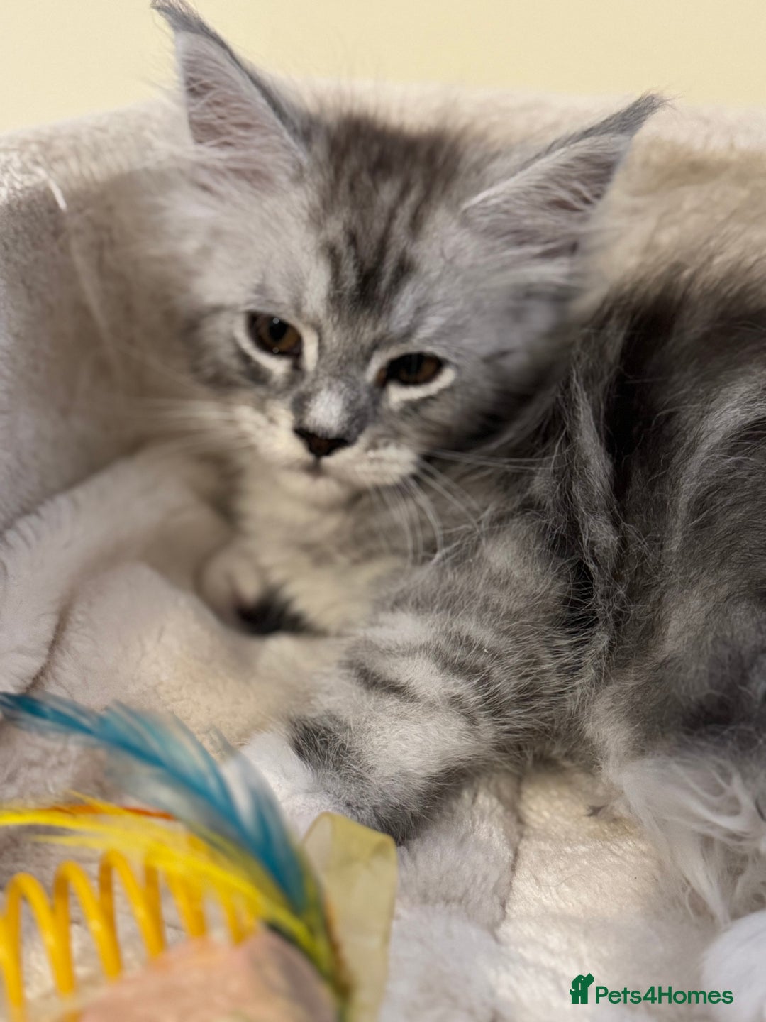 Maine Coon cats for sale: Perfect Maine Coon kittens from Shaded parents  - Image 7