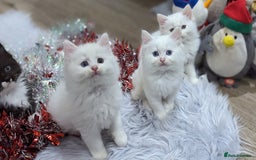 Ragdoll cats for sale: Ragdoll kittens - Advert 7