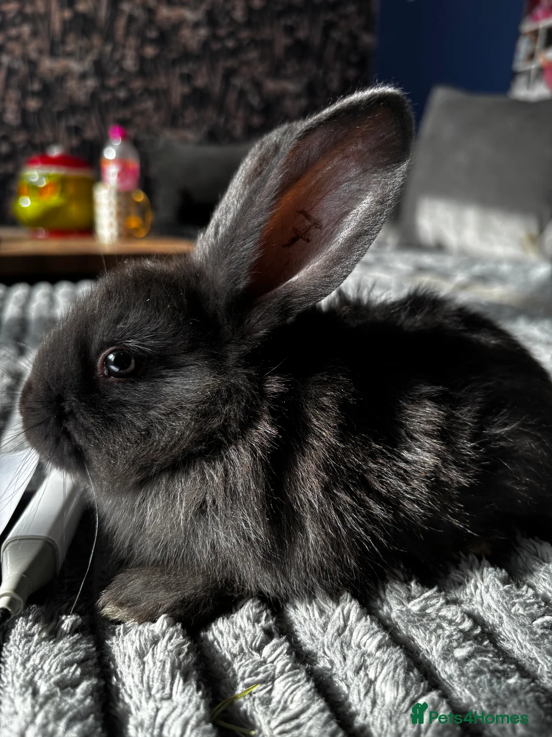 Continental Giant rabbits for sale: GERMAN GIANTS (continentals) 8 kits available  - Advert 12