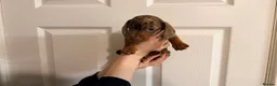 Miniature Dachshund dogs for sale: 🐾 MINI DASCHUND PUPPIES 🐾 - Advert 2