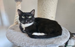 Mixed Breed cats for sale: 2 stunning cats looking for forever home  - Image 5