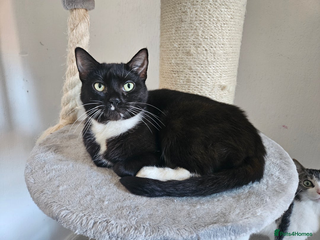 Mixed Breed cats for sale: 2 stunning cats looking for forever home  - Image 5