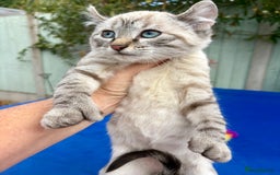 Bengal cats for sale: Gob smacking rare kittens  - Image 20