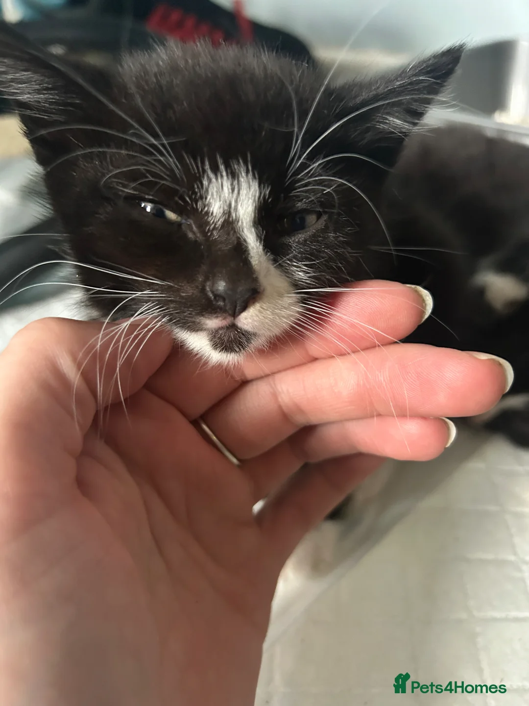 British Shorthair cats for sale: Kittens - Advert 2