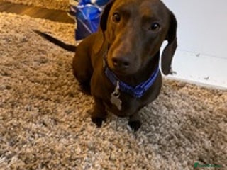 Miniature Dachshund dogs Chocolate Miniture Dachshund in Waterlooville - Advert 5