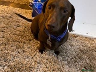 Miniature Dachshund dogs Chocolate Miniture Dachshund in Waterlooville - Advert 2