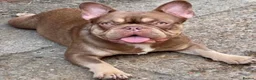 French Bulldog dogs for sale: Outstanding French Bulldog puppies  - Advert 29