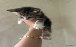 Mixed Breed cats for sale: Beautiful kittens - Image 8