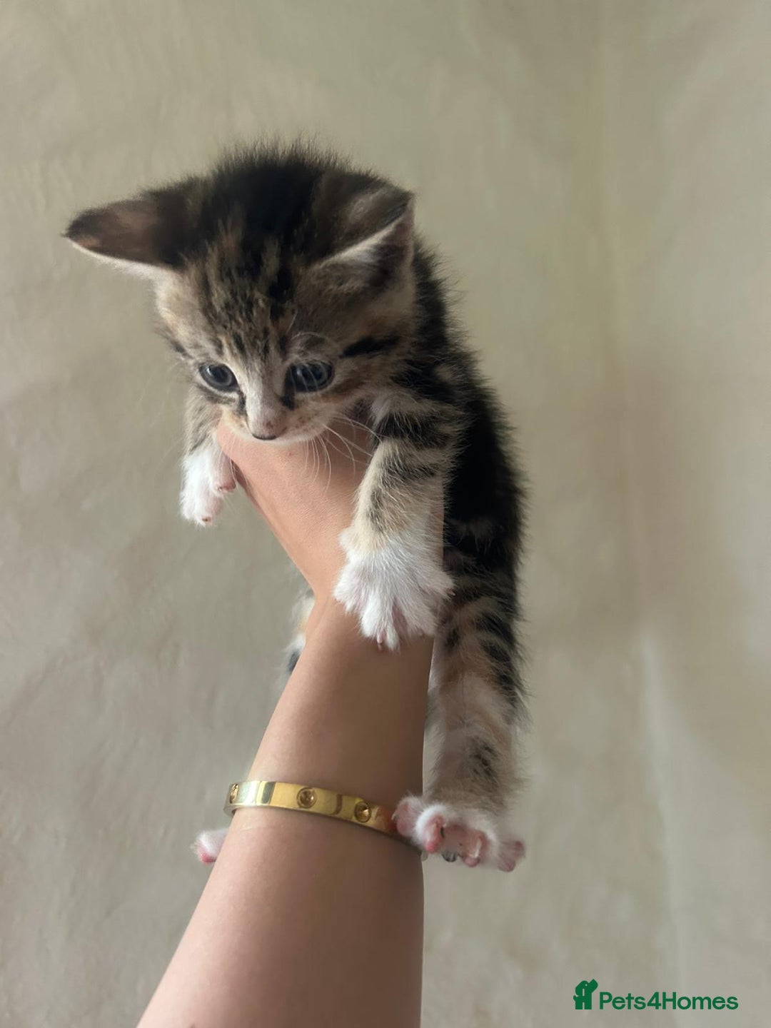 Mixed Breed cats for sale: Beautiful kittens - Image 8