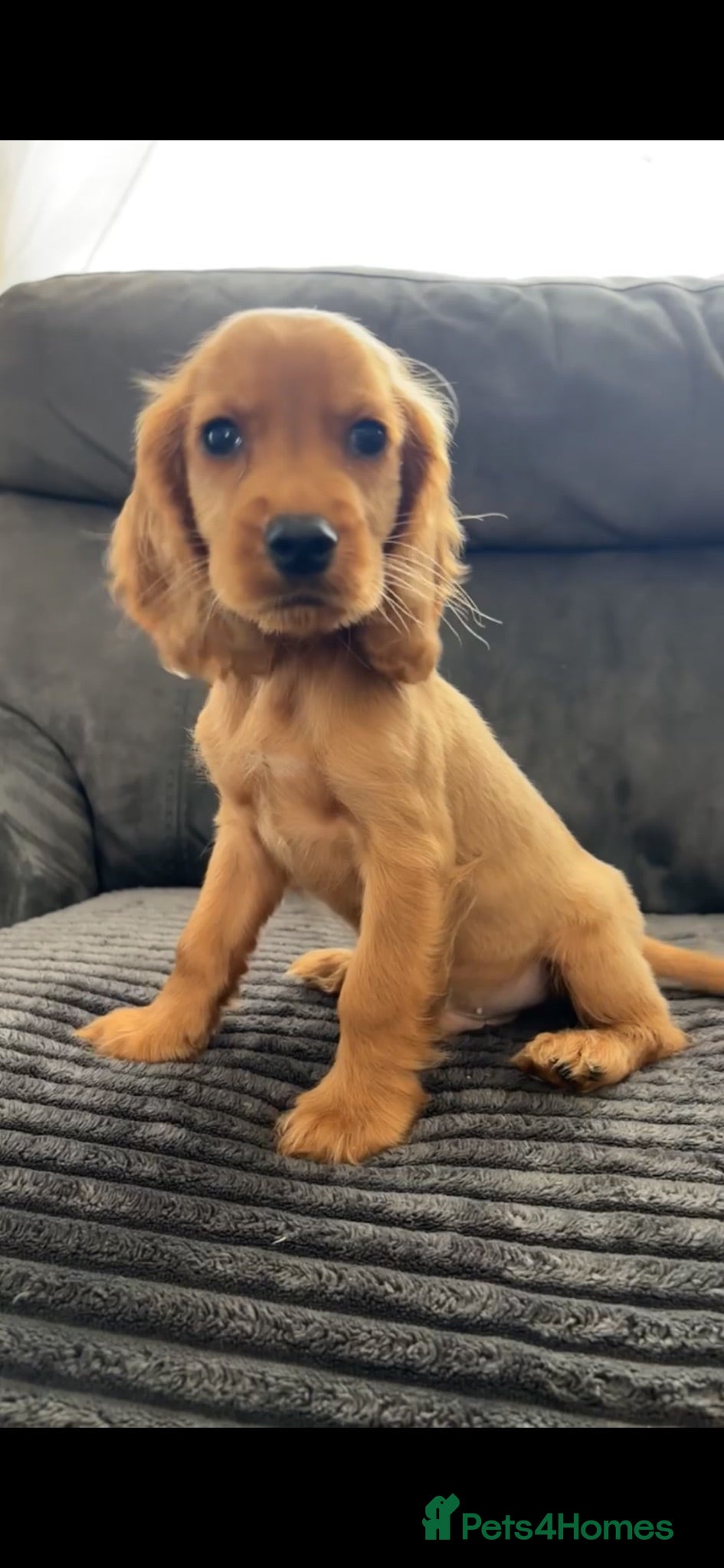 Cocker Spaniel dogs Red cocker spaniel puppies ( 1 male left ) - Advert 1