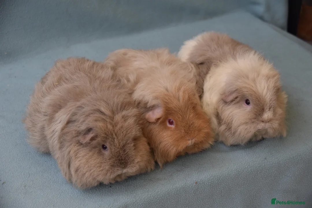 Guinea Pig rodents for sale: Longhared guinea pigs sows (2-3.5 years old) - Advert 4