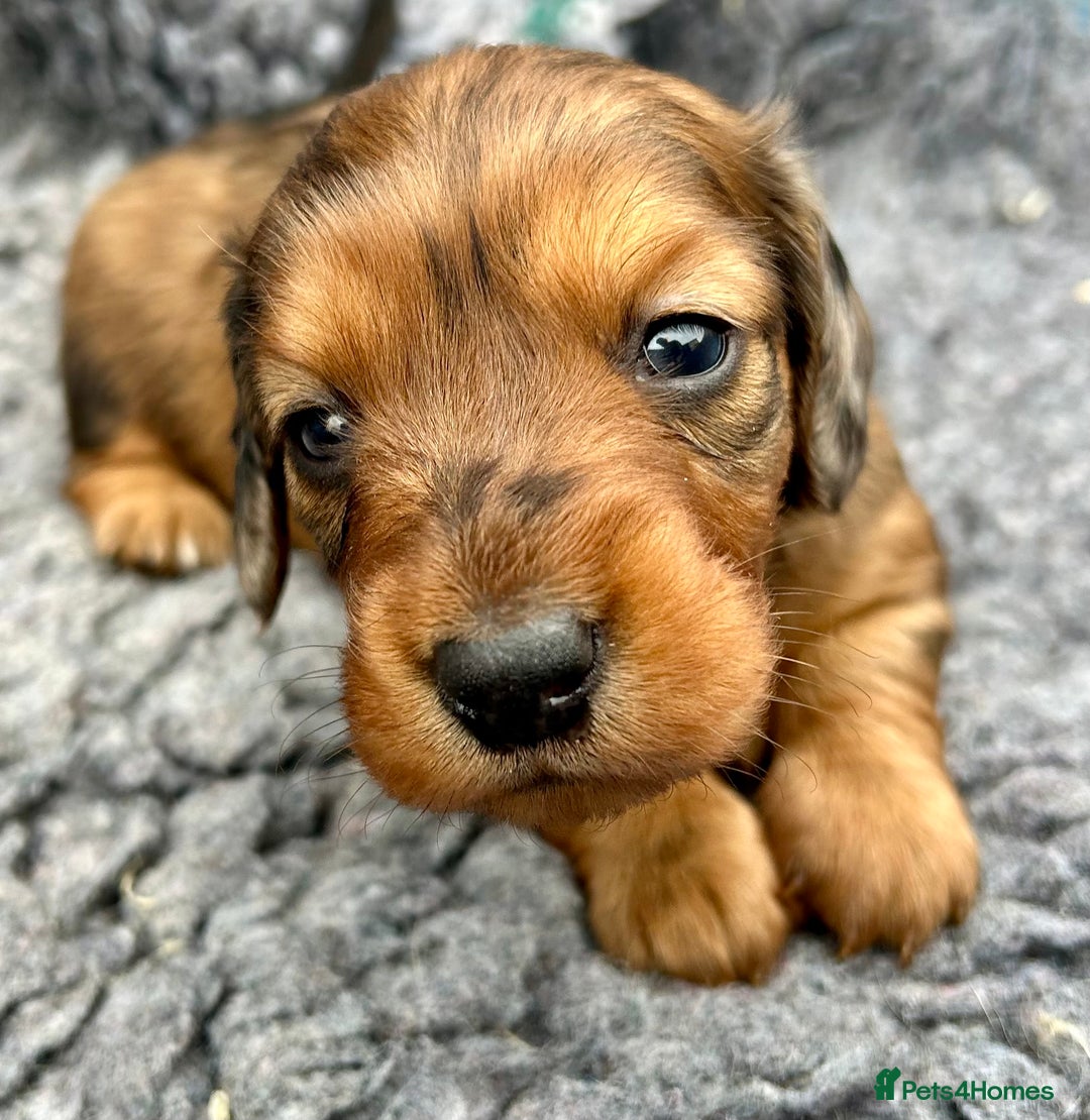 Dachshund dogs for stud: LONGHAIRED KC REG TRI COLOURED STANDARD FOR STUD  in Lancaster - Advert 22