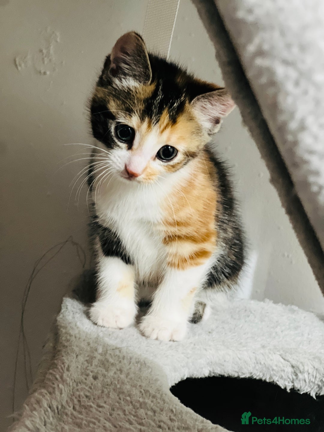 Bengal cats for sale: Beautiful Kittens - Image 9