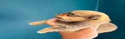 Chihuahua dogs for sale: Stunning Thai chihuahua puppies  - Advert 13