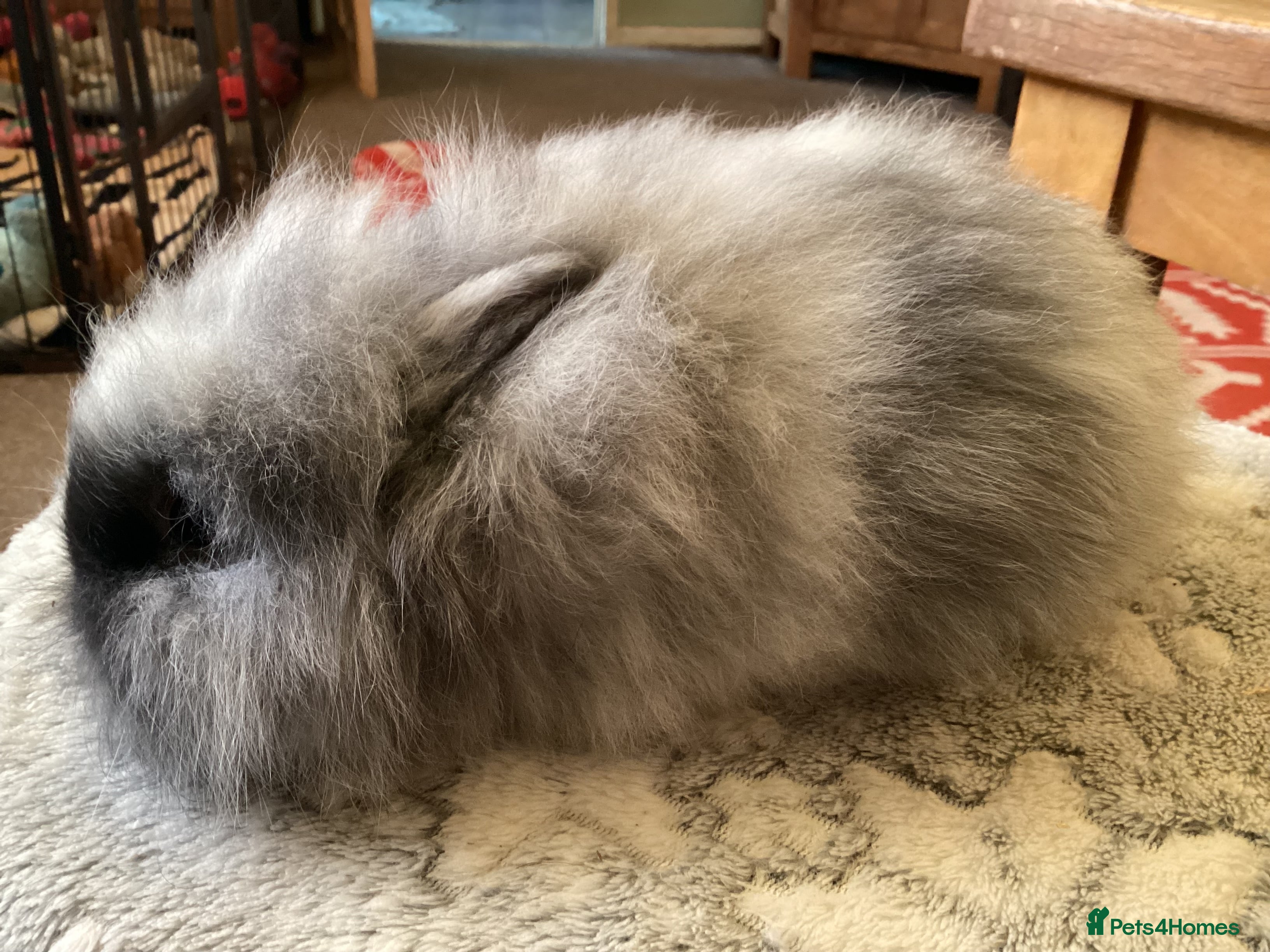 Mini Lion Lop rabbits Stunning lion lop baby rabbits - Advert 1