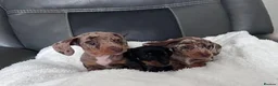 Miniature Dachshund dogs for sale: Adorable Miniature Dachshund Puppies - Advert 5