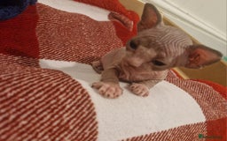 Sphynx cats for sale: Two sphynx kittens  - Image 10