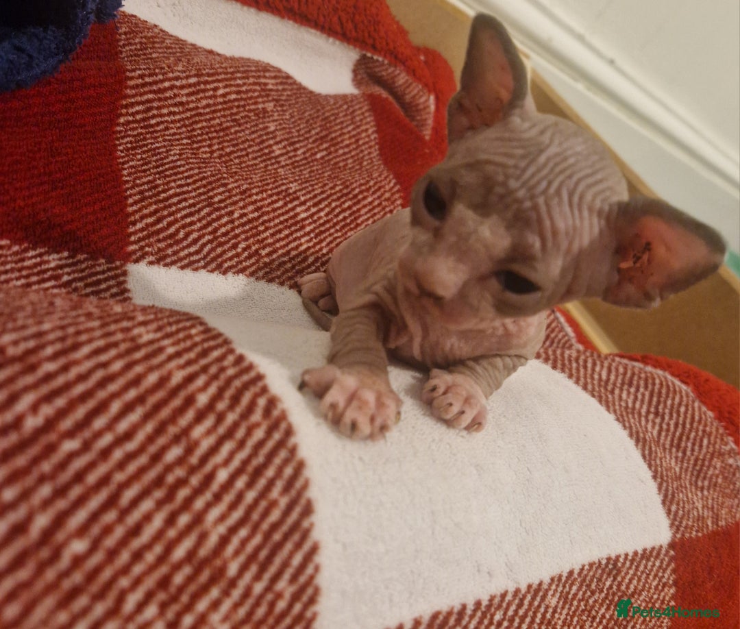 Sphynx cats for sale: Two sphynx kittens  - Image 10